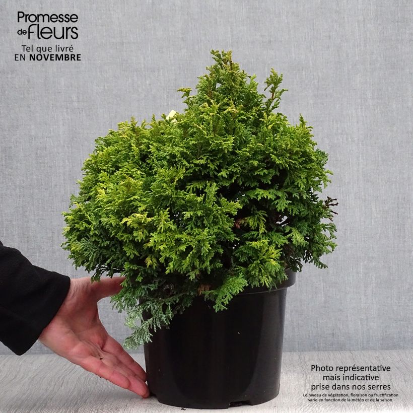 Esemplare di Chamaecyparis pisifera Golden Pincushion Vaso da 4L/5L come consegnato in autunno