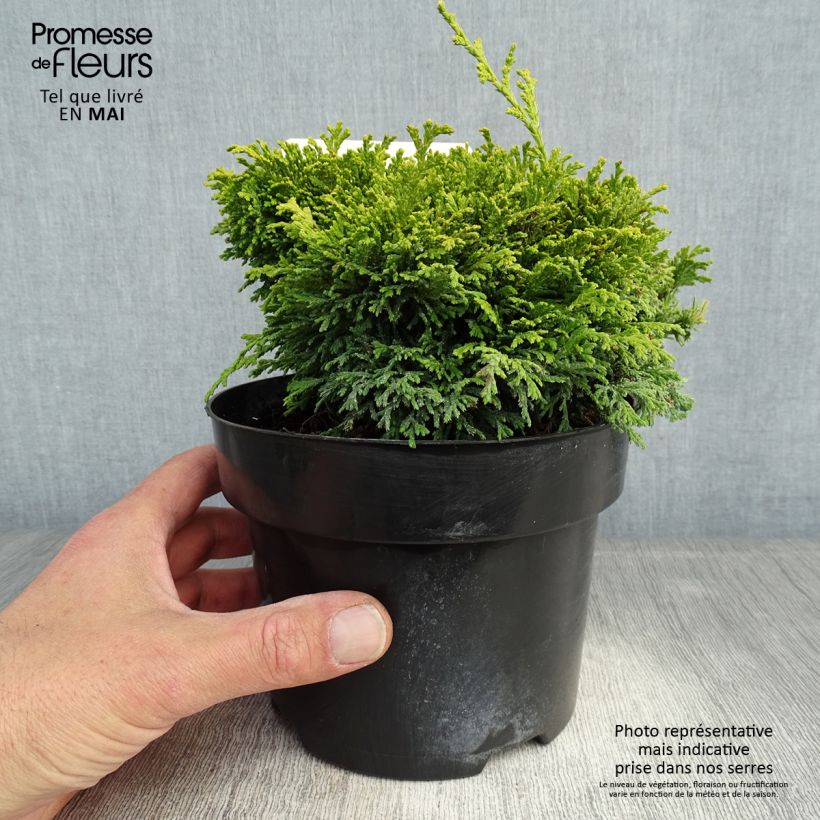 Chamaecyparis pisifera Hime-sawara Vaso da 2L/3L esemplare consegnato in primavera