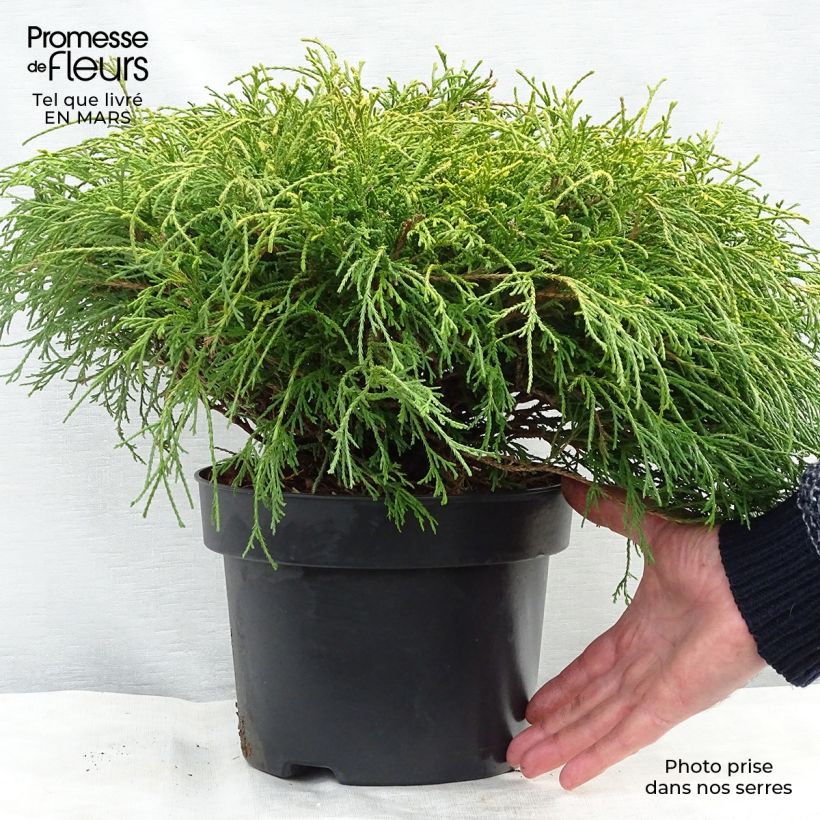 Chamaecyparis pisifera Sungold Vaso da 3L/4L esemplare consegnato in inverno