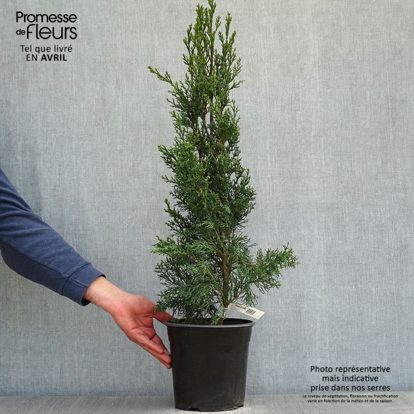 Cupressus sempervirens Garda - Cipresso comune Vaso da 4L/5L esemplare consegnato in primavera