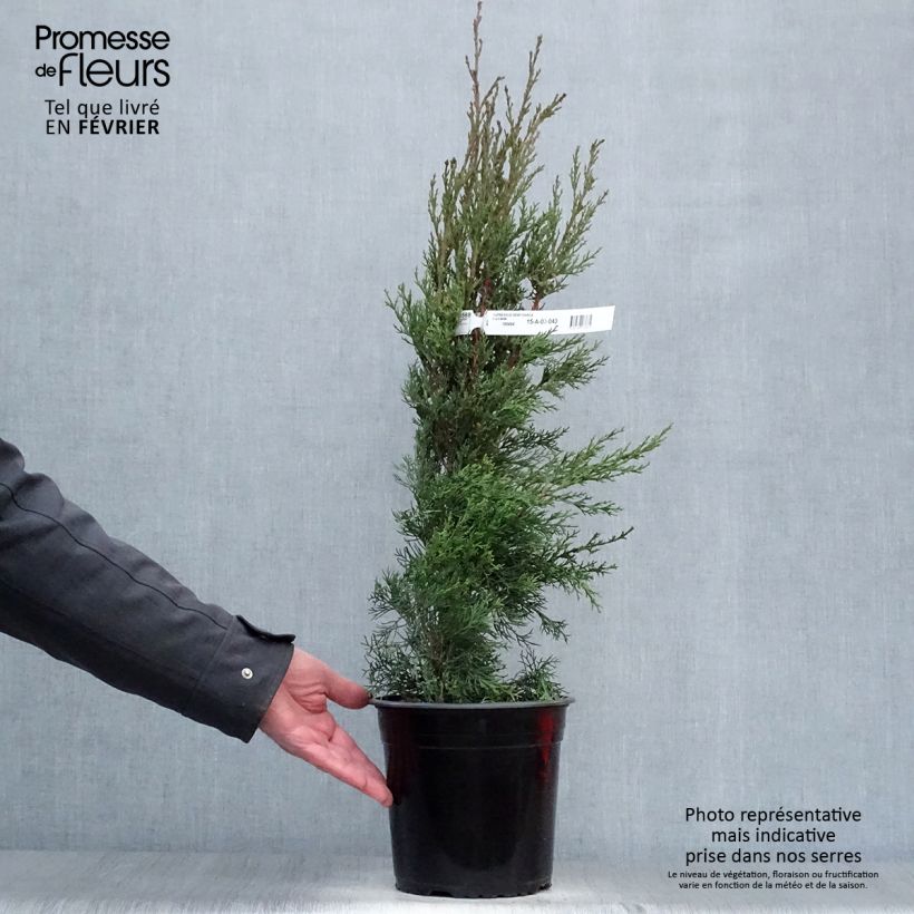 Cupressus sempervirens Garda - Cipresso comune Vaso da 4L/5L esemplare consegnato in inverno