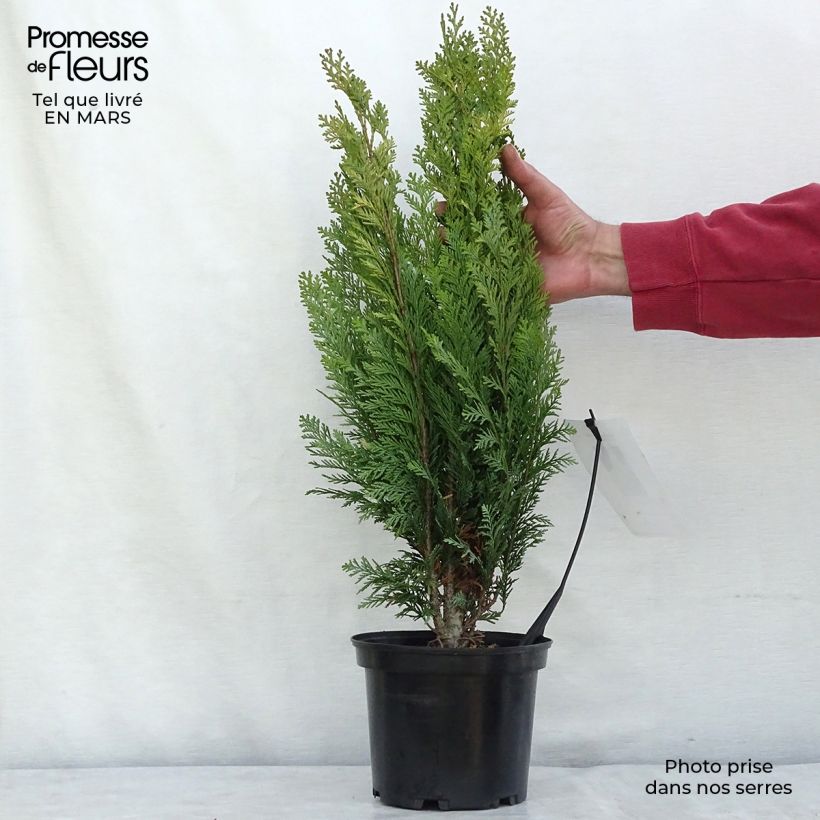 Chamaecyparis lawsoniana Alumigold - Cipresso bianco Vaso da 2L/3L esemplare consegnato in inverno