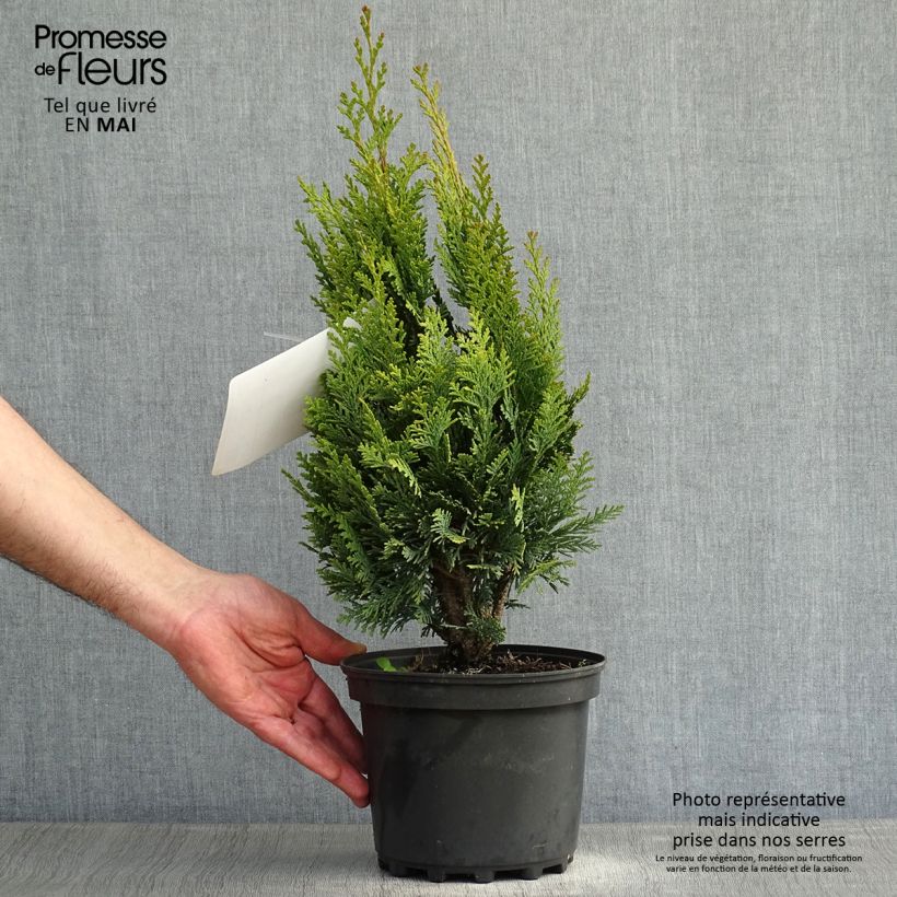 Chamaecyparis lawsoniana Alumigold - Cipresso bianco Vaso da 2L/3L esemplare consegnato in primavera