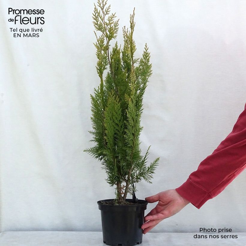 Chamaecyparis lawsoniana Alumigold - Cipresso bianco Vaso da 7,5L/10L esemplare consegnato in primavera