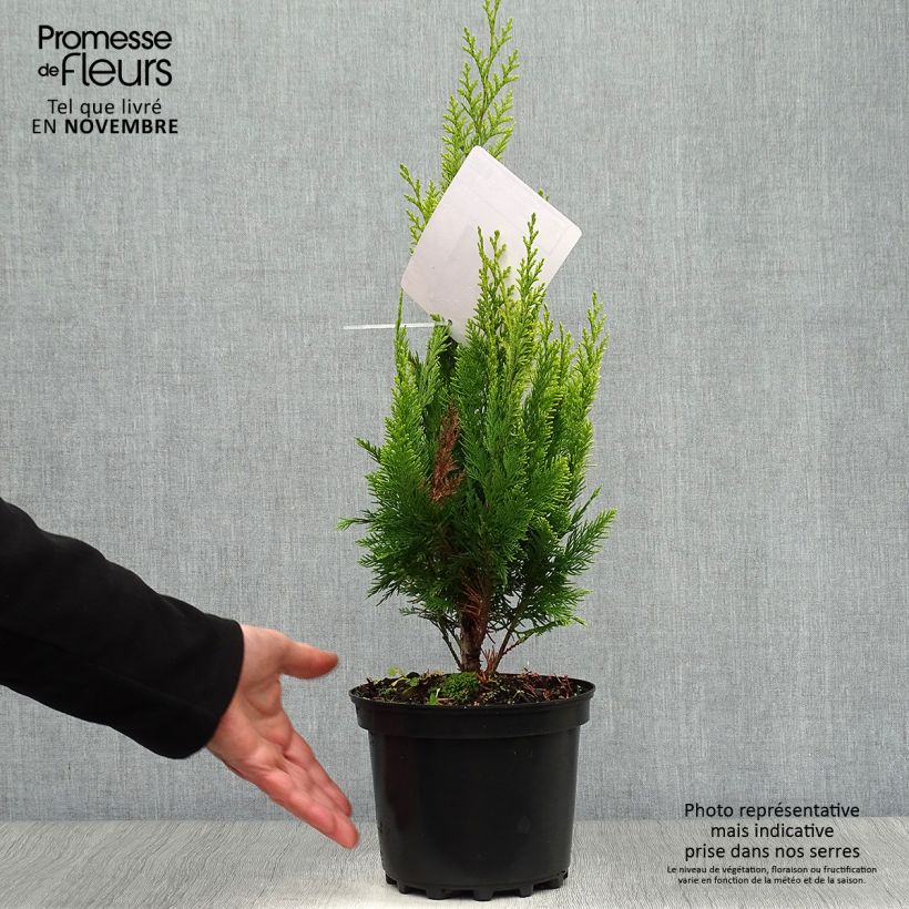 Esemplare di Chamaecyparis lawsoniana Ivonne - Cipresso bianco Vaso da 2L/3L come consegnato in autunno