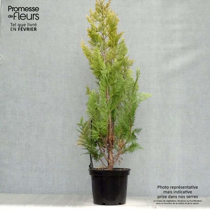Chamaecyparis lawsoniana Ivonne - Cipresso bianco Vaso da 2L/3L esemplare consegnato in inverno