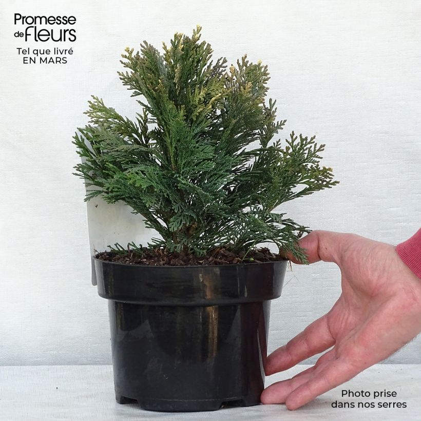 Chamaecyparis lawsoniana Pygmaea Argentea - Cipresso bianco Vaso da 2L/3L esemplare consegnato in inverno