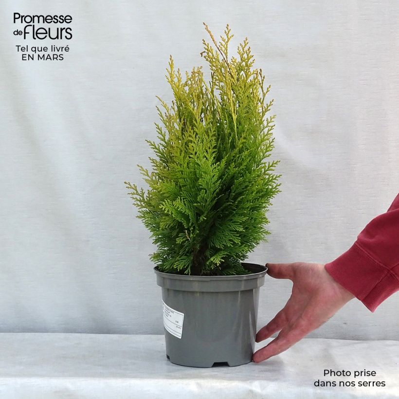 Chamaecyparis lawsoniana Stardust - Cipresso bianco Vaso da 2L/3L esemplare consegnato in inverno