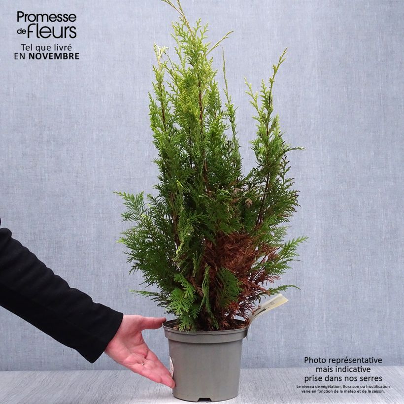 Esemplare di Chamaecyparis lawsoniana Stardust - Cipresso bianco Vaso da 2L/3L come consegnato in autunno