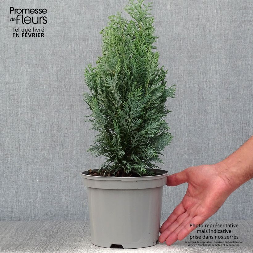 Esemplare di Chamaecyparis lawsoniana White Spot - Cipresso bianco Vaso da 2L/3L come consegnato in autunno