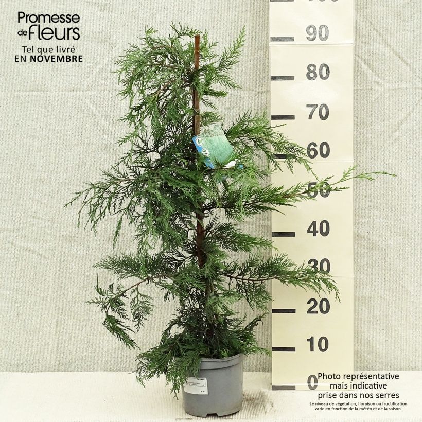 Esemplare di Cupressocyparis leylandii - Cipresso di Leyland Vaso da 2L/3L come consegnato in autunno