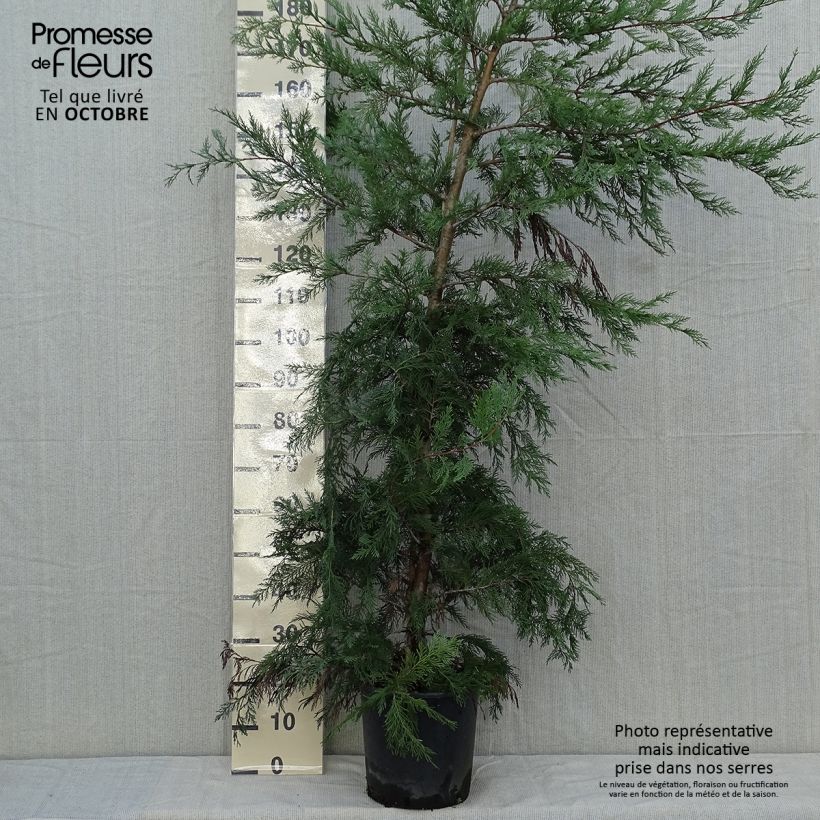 Esemplare di Cupressocyparis leylandii - Cipresso di Leyland Vaso da 6L/7L come consegnato in autunno