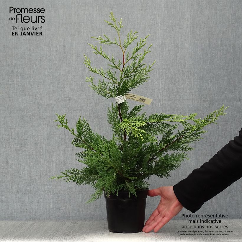 Cupressocyparis leylandii Excalibur Gold - Cipresso di Leyland Vaso da 2L/3L esemplare consegnato in inverno