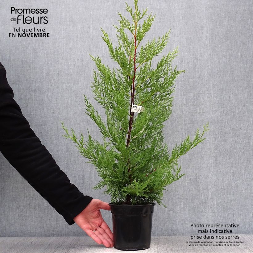 Esemplare di Cupressocyparis leylandii Oger - Cipresso di Leyland Vaso da 2L/3L come consegnato in autunno