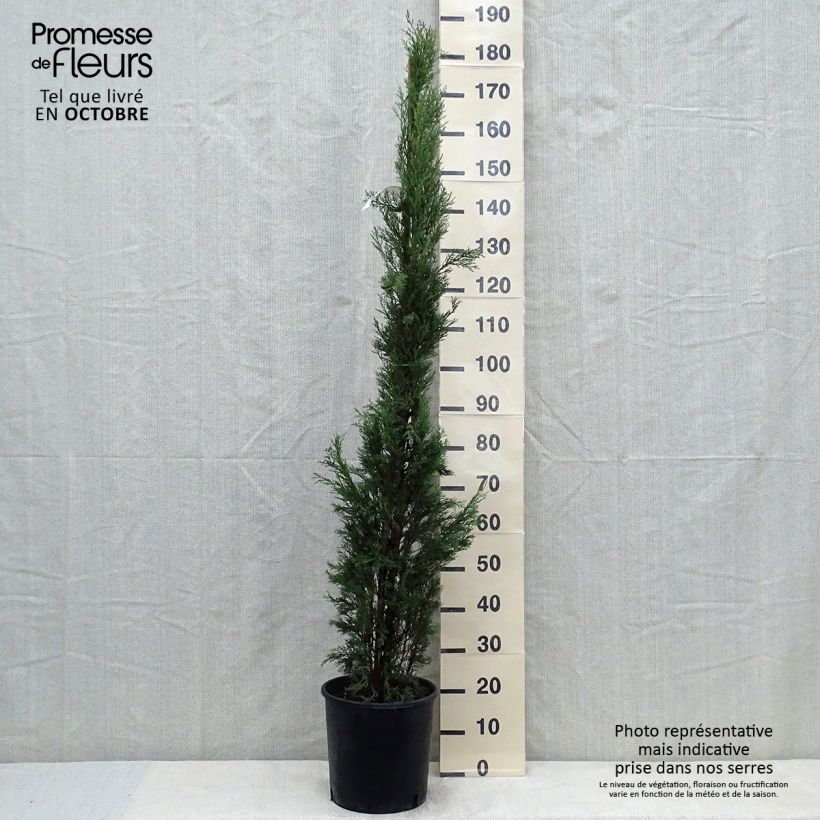 Esemplare di Cupressus sempervirens var. stricta Pyramidalis - Cipresso comune Vaso da 4L/5L come consegnato in autunno