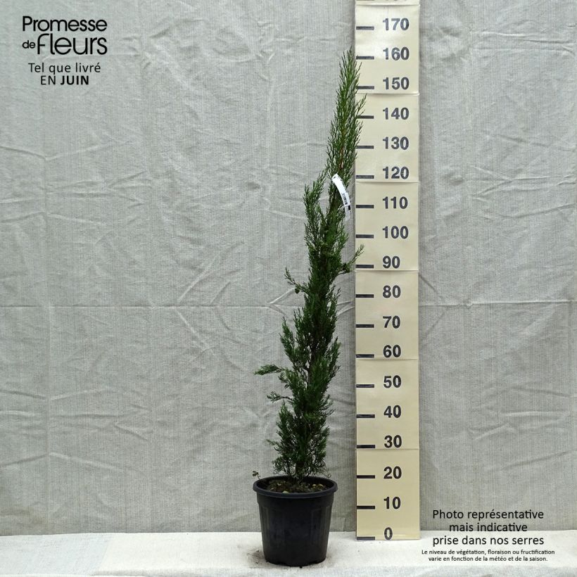 Cupressus sempervirens var. stricta Pyramidalis - Cipresso comune Vaso da 4L/5L esemplare consegnato in primavera