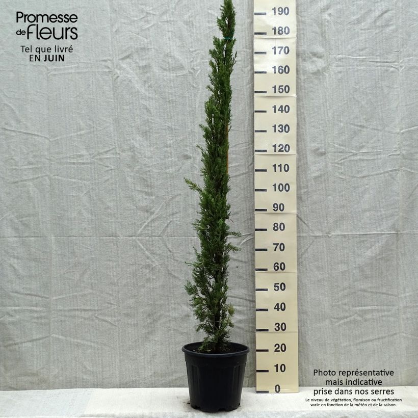 Cupressus sempervirens var. stricta Pyramidalis - Cipresso comune Vaso da 7,5L/10L esemplare consegnato in primavera