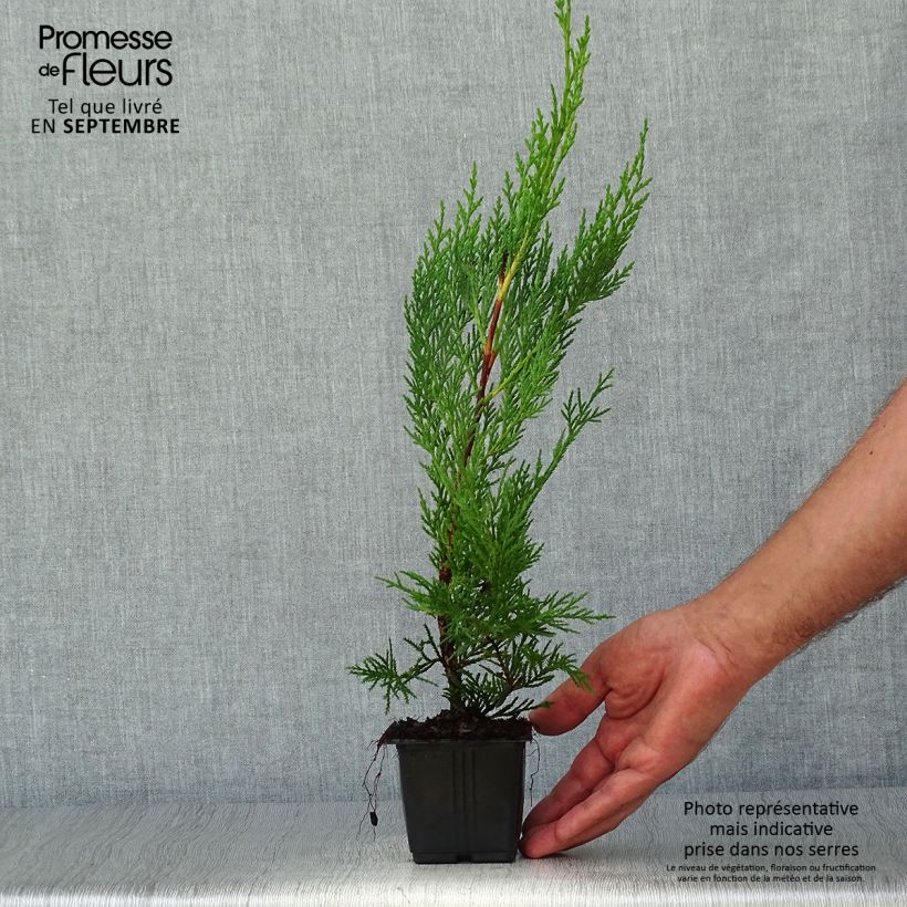 Esemplare di Cupressocyparis leylandii Oger - Cipresso di Leyland Vasetto da 8/9 cm come consegnato in autunno