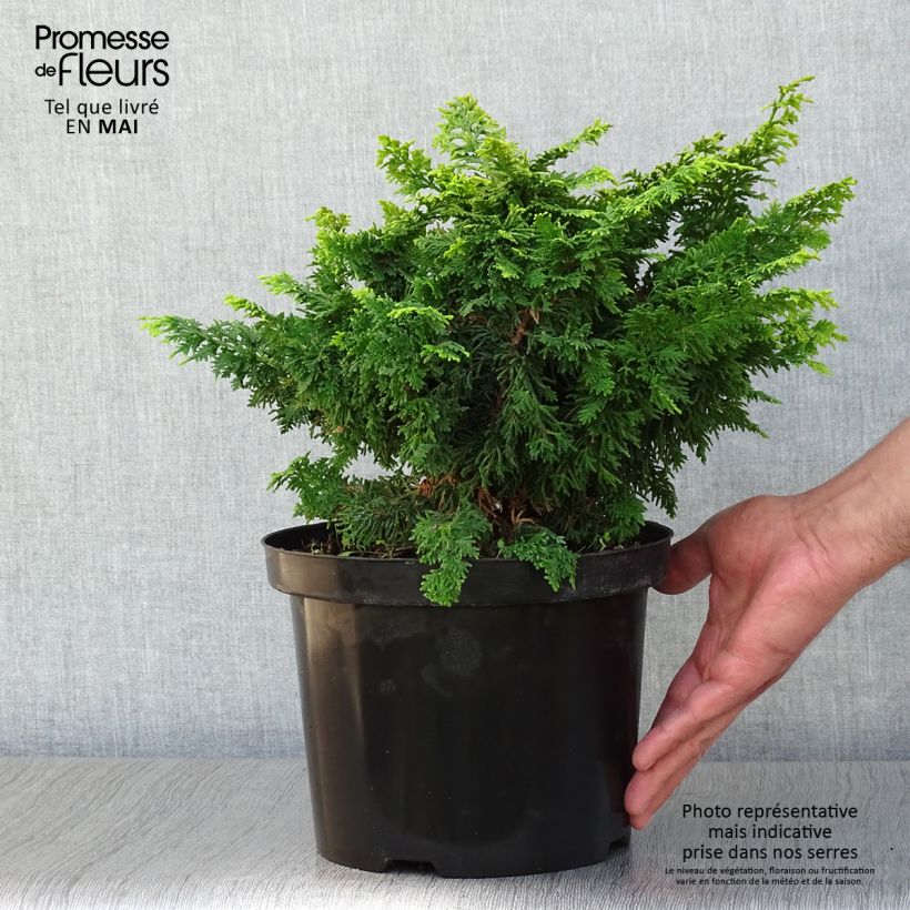 Chamaecyparis obtusa Fernspray Gold - Cipresso di Hinoki Vaso da 4L/5L esemplare consegnato in primavera