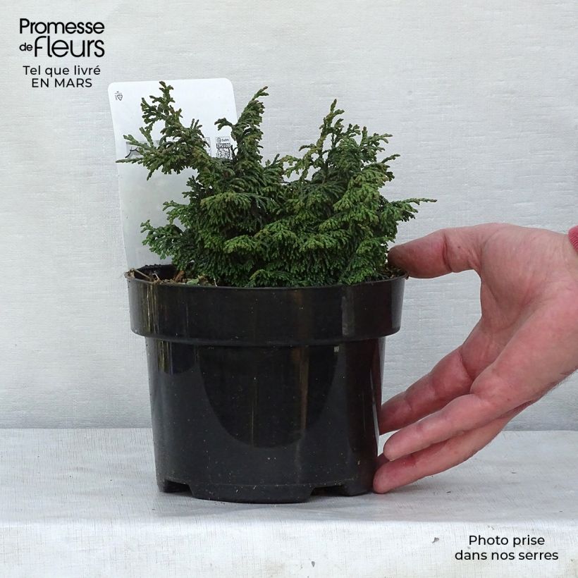 Chamaecyparis obtusa Maureen - Cipresso di Hinoki Vaso da 2L/3L esemplare consegnato in inverno