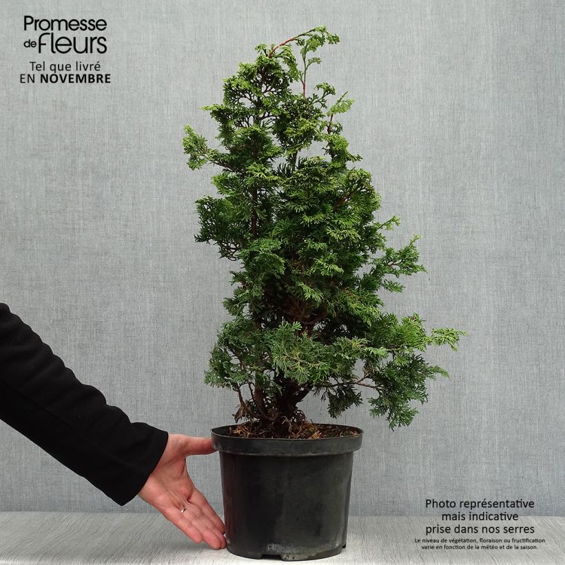 Esemplare di Chamaecyparis obtusa Maureen - Cipresso di Hinoki Vaso da 4L/5L come consegnato in autunno