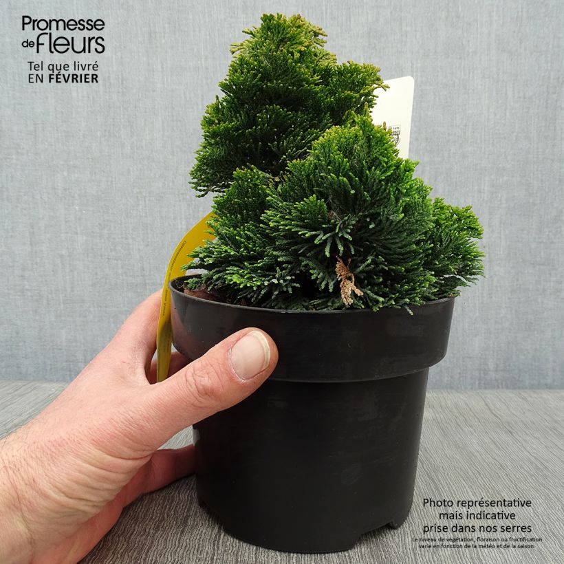 Chamaecyparis obtusa Nana Aurea - Cipresso di Hinoki Vaso da 2L/3L esemplare consegnato in inverno