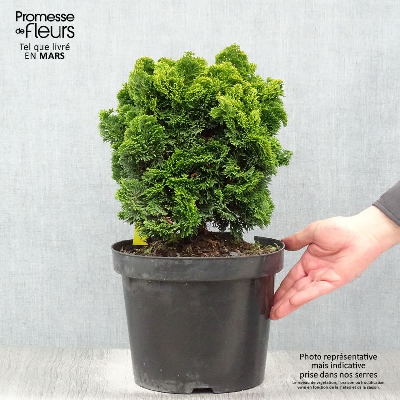 Chamaecyparis obtusa Nana Aurea - Cipresso di Hinoki Vaso da 7,5L/10L, Vaso impalcato esemplare consegnato in primavera