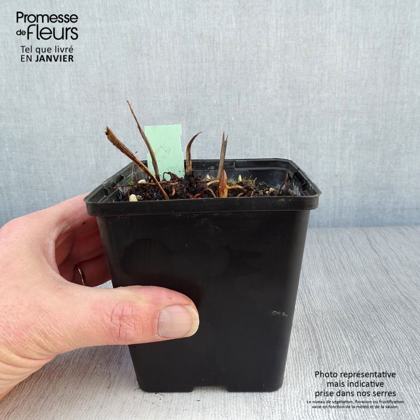 Cypripedium Kristi Lyn Vaso da 1L/1,5L esemplare consegnato in inverno
