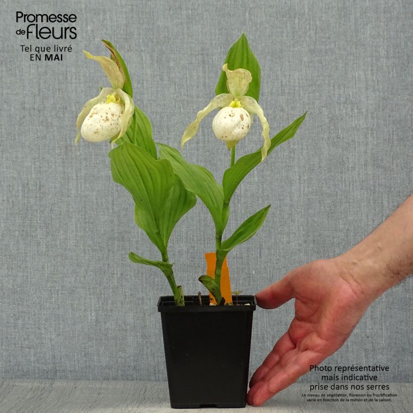 Cypripedium Kristi Lyn Vaso da 1L/1,5L esemplare consegnato in primavera