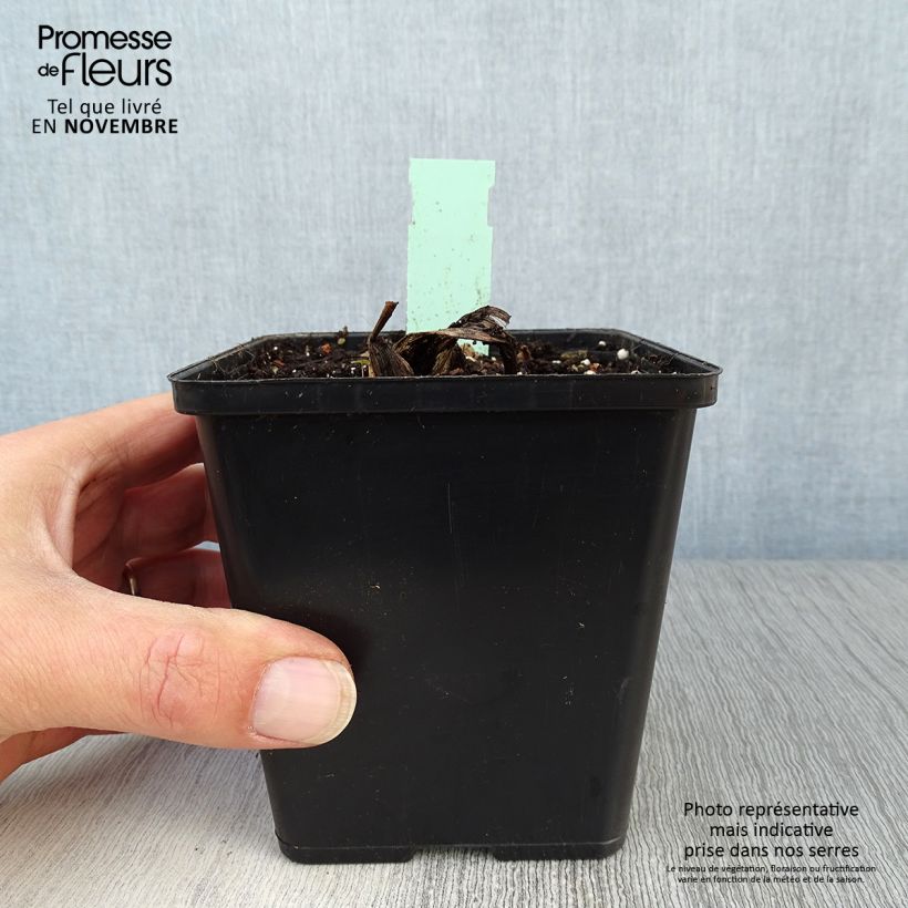 Esemplare di Cypripedium Pinkepank Vaso da 1L/1,5L come consegnato in autunno