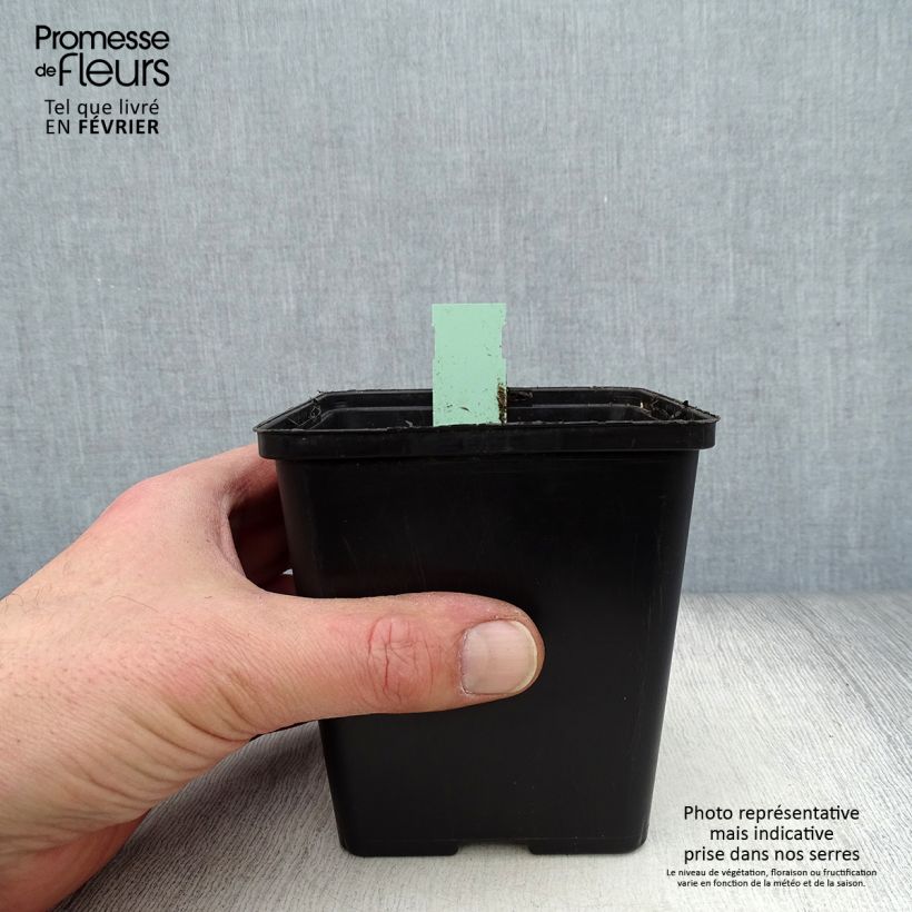 Cypripedium Pinkepank Vaso da 1L/1,5L esemplare consegnato in inverno