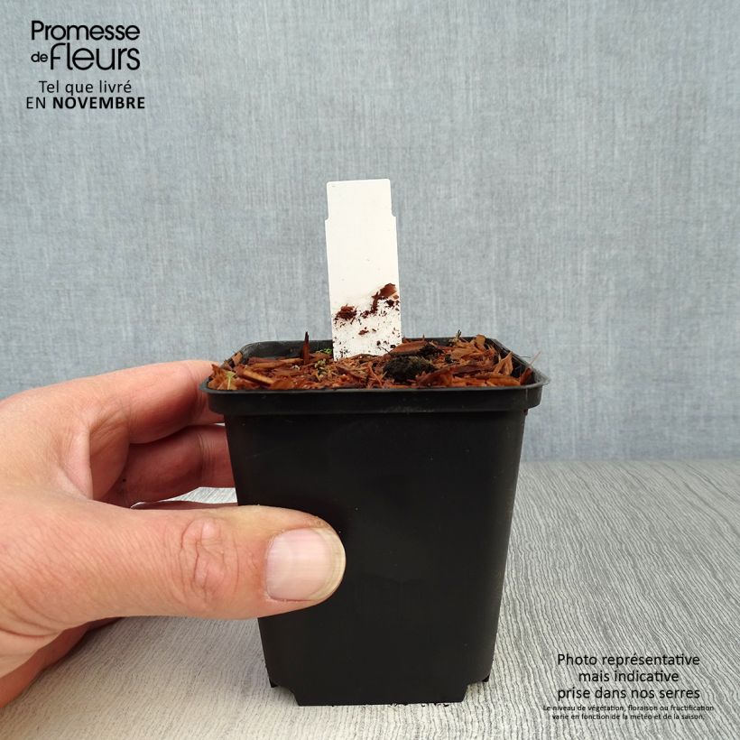 Esemplare di Cypripedium flavum Vasetto da 8/9 cm come consegnato in autunno