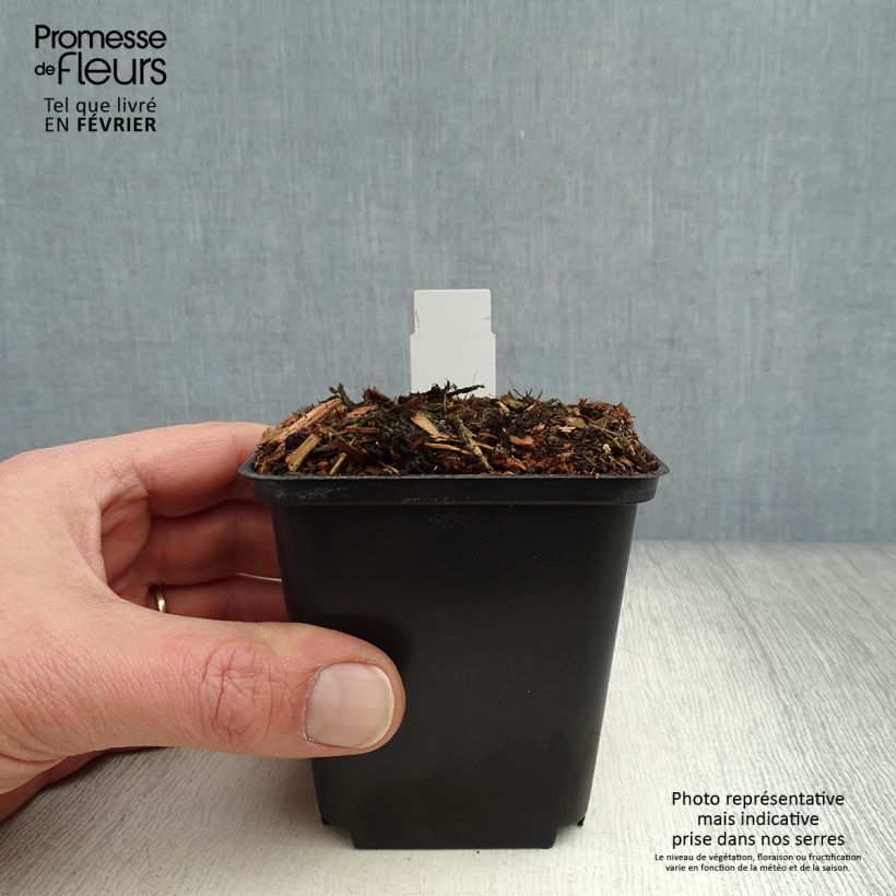 Cypripedium flavum Vasetto da 8/9 cm esemplare consegnato in inverno