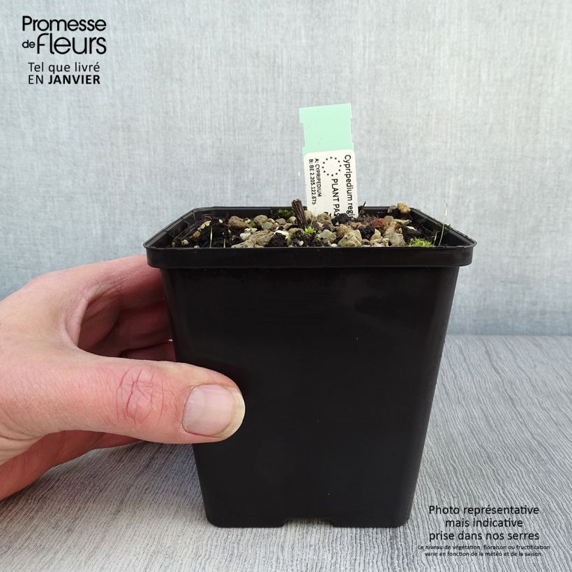 Cypripedium reginae Vaso da 1L/1,5L esemplare consegnato in inverno