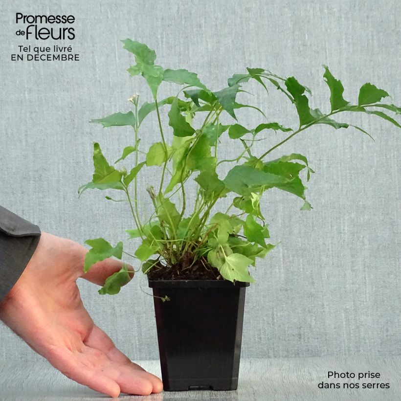 Cyrtomium falcatum - Felce falcata Vasetto da 8/9 cm esemplare consegnato in inverno