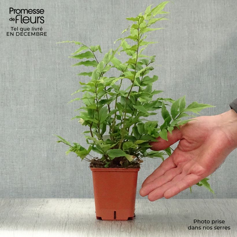 Cyrtomium fortunei Vasetto da 8/9 cm esemplare consegnato in inverno