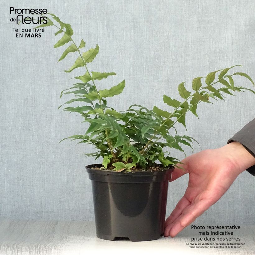 Cyrtomium fortunei Vaso da 2L/3L esemplare consegnato in primavera