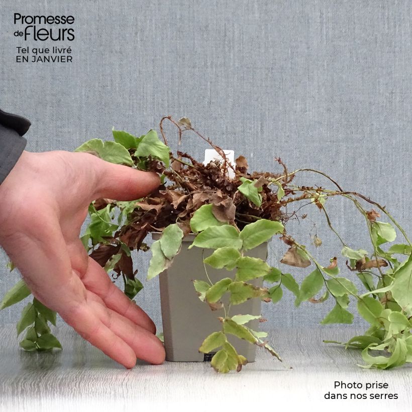 Cyrtomium fortunei var. clivicola Vasetto da 8/9 cm esemplare consegnato in inverno