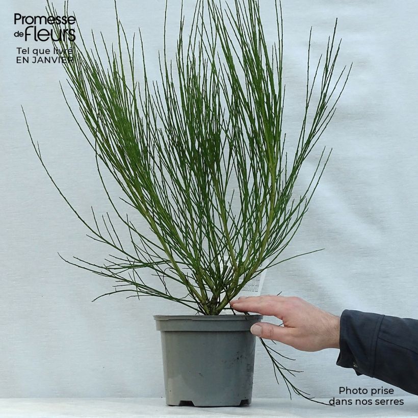 Cytisus scoparius Ruby - Ginestra dei carbonai Vaso da 3L/4L esemplare consegnato in inverno