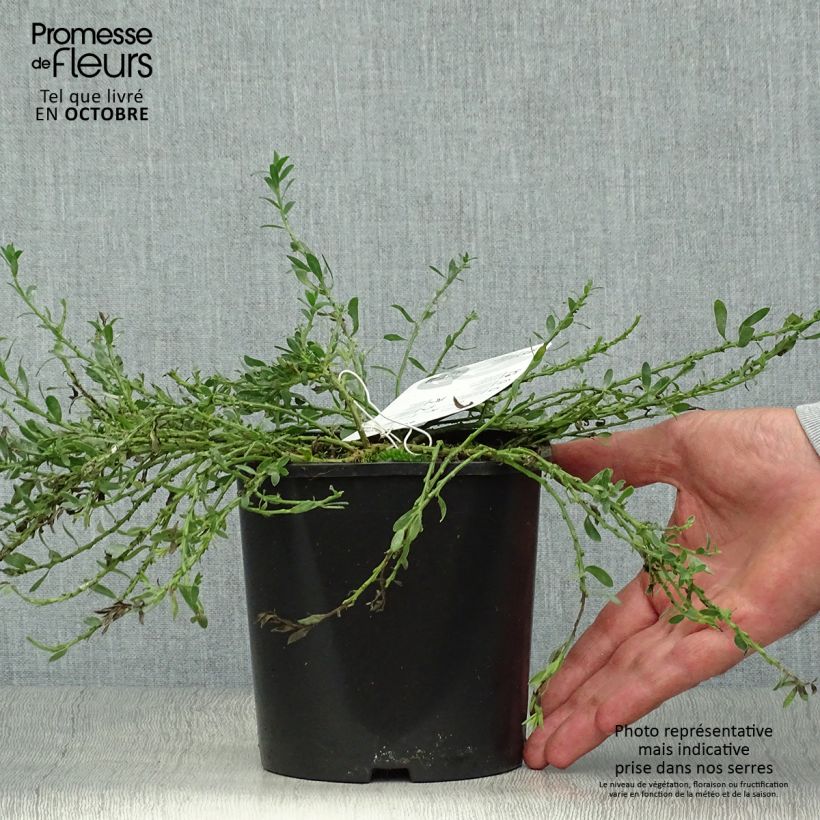 Esemplare di Cytisus decumbens Vaso da 2L/3L come consegnato in autunno