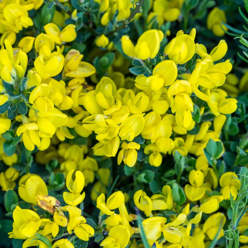 Cytisus decumbens (Fioritura)