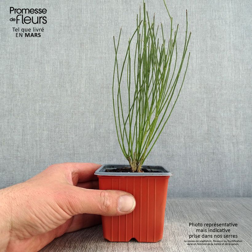 Cytisus procumbens Zeelandia Vasetto da 8/9 cm esemplare consegnato in inverno