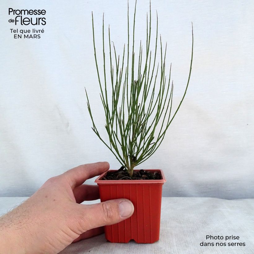 Cytisus procumbens Zeelandia Vasetto da 8/9 cm esemplare consegnato in primavera