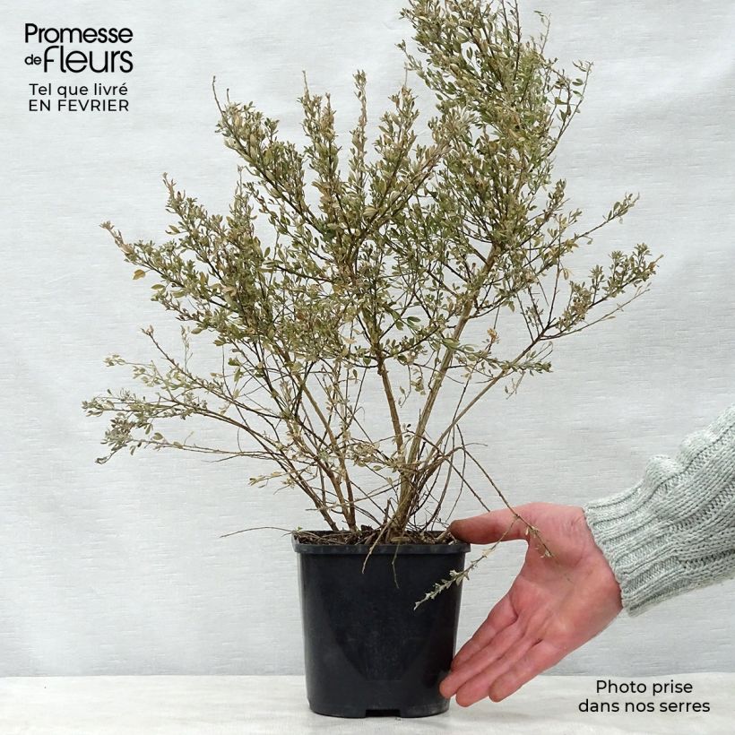 Cytisus spachiana Phebus - Ginestra Vaso da 2L/3L esemplare consegnato in inverno