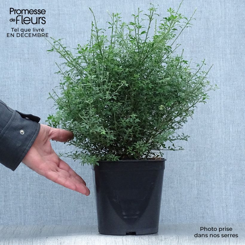 Cytisus spachiana Phebus - Ginestra Vaso da 4L/5L esemplare consegnato in inverno