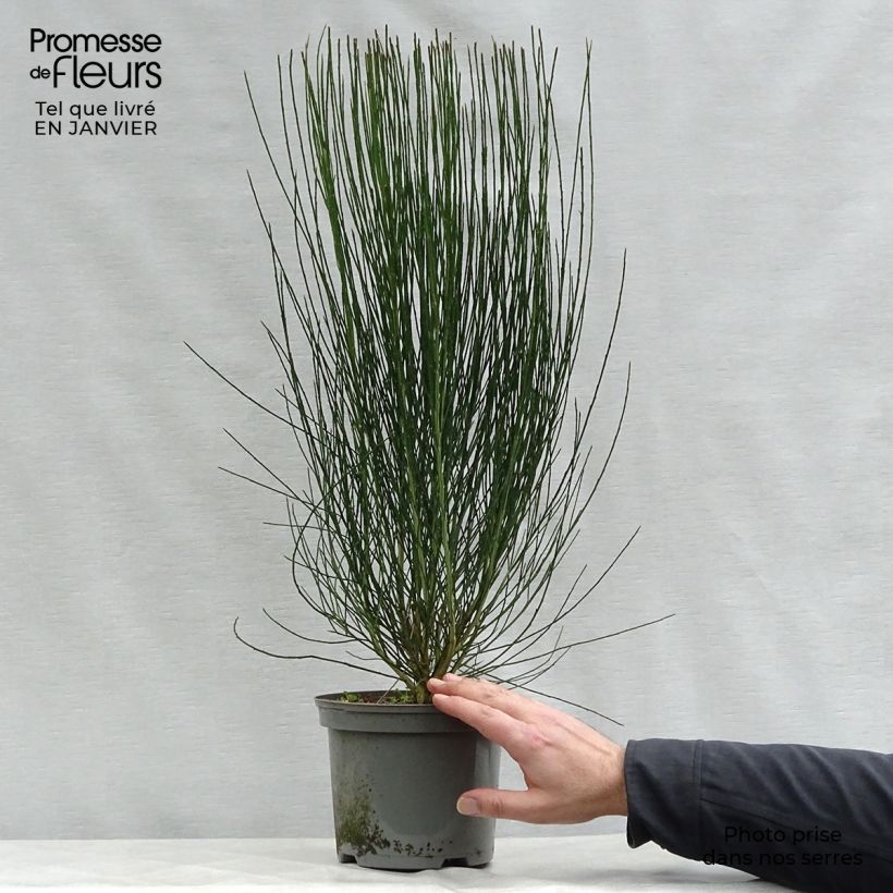 Cytisus scoparius Apricot Gem - Ginestra dei carbonai Vaso da 2L/3L esemplare consegnato in inverno