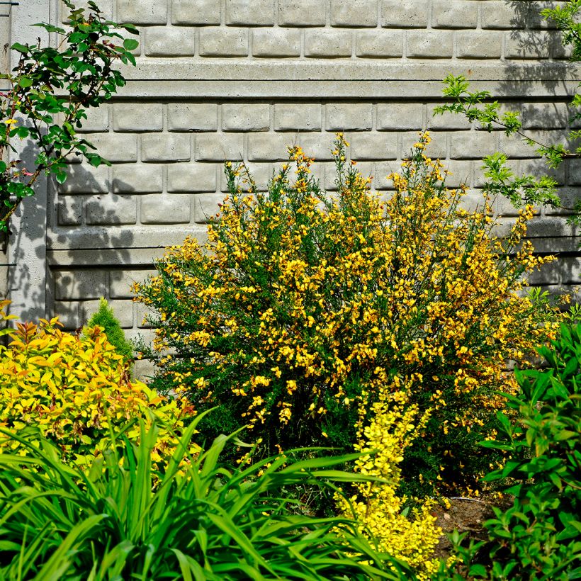 Cytisus scoparius Apricot Gem - Ginestra dei carbonai (Porto)
