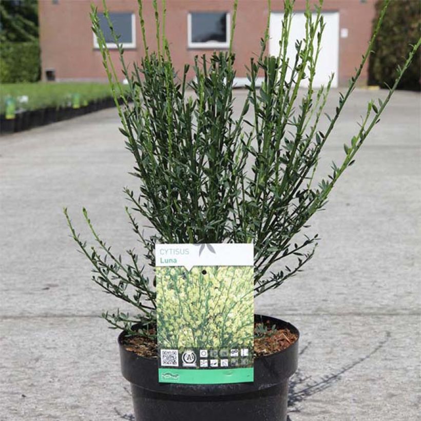 Cytisus scoparius Luna - Ginestra dei carbonai (Porto)