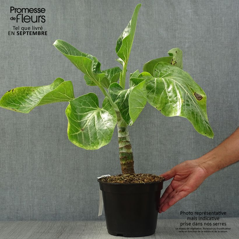 Esemplare di Dendroseris litoralis Vaso da 4L/5L come consegnato in autunno