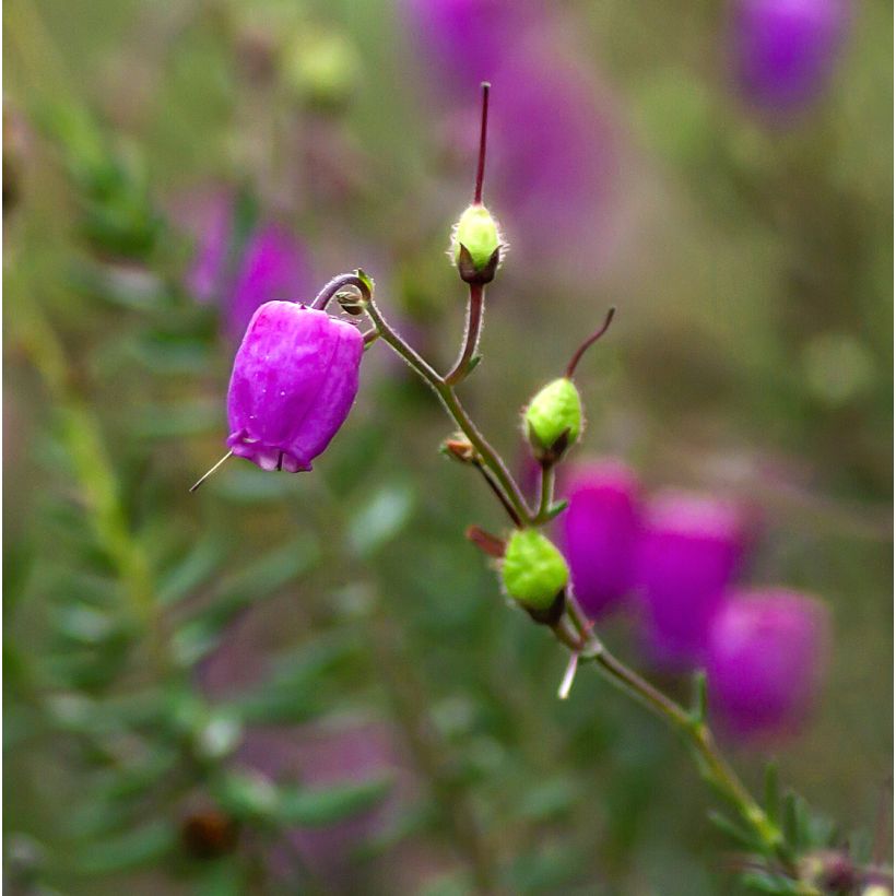 Daboecia cantabrica Purpurea (Fioritura)